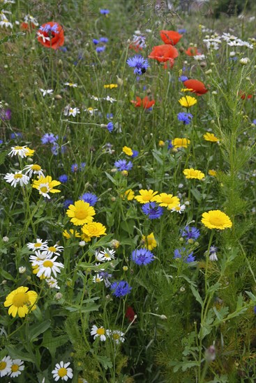 Flower meadow with Cornflowers (Centaurea cyanus)