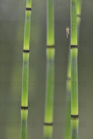 Water Horsetail (Equisetum fluviatile)