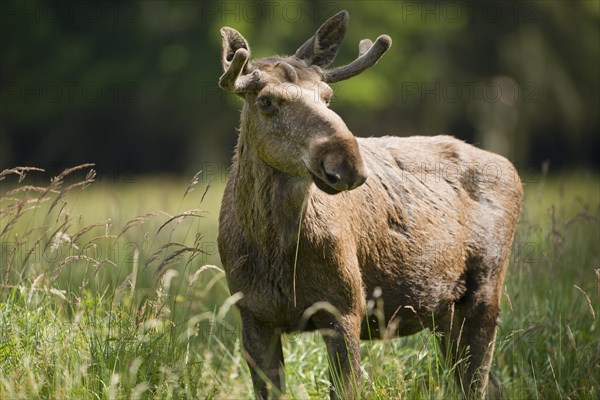 Eurasian Elk or Moose (Alces alces)