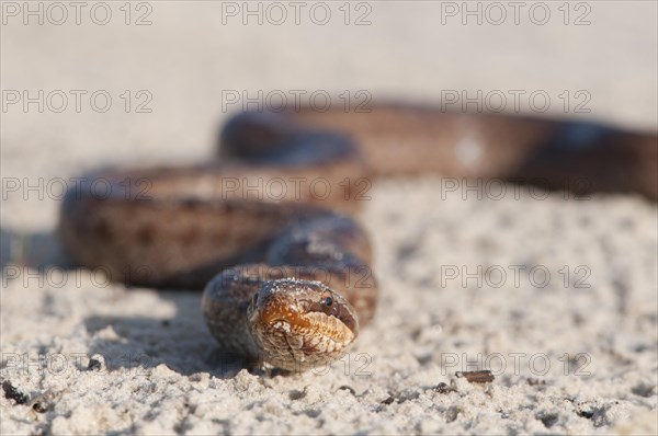 Smooth Snake (Coronella austriaca)