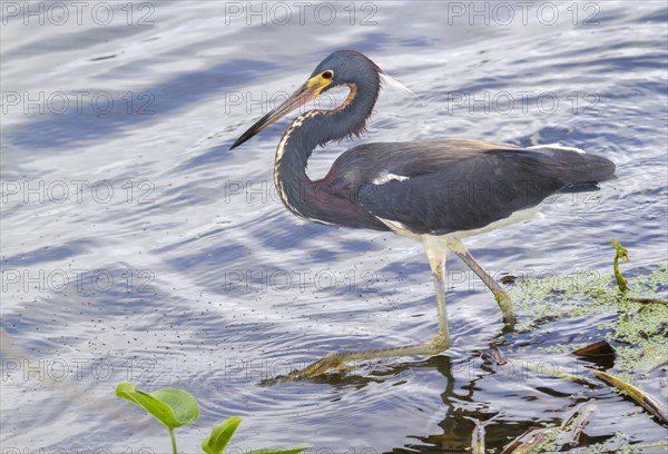 Tricolored Heron (Egretta tricolor) walking in the water