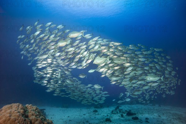 School of Oxeye scad (Selar boops)