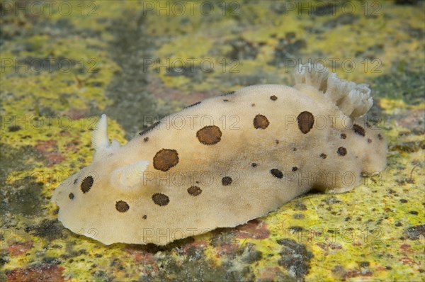 Ringed Doris (Diaulula sandiegensis)