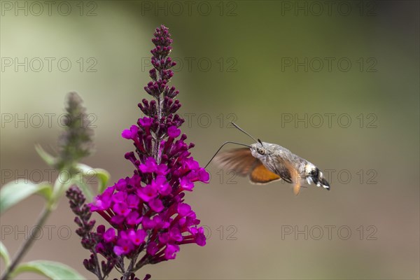 Hummingbird hawk-moth (Macroglossum stellatarum)