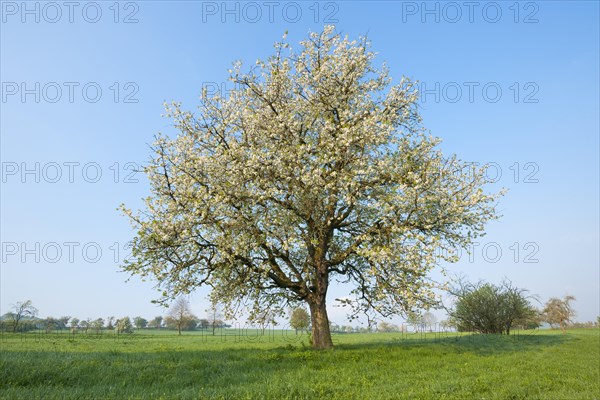 Solitaire tree