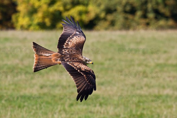 Flying Red Kite (Milvus milvus) in the Wildpark Neuhaus wildlife park