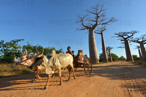 Zebu cart