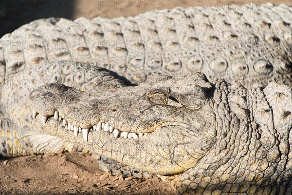 Nile Crocodile (Crocodylus niloticus)