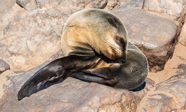 Young Brown Fur Seal or Cape Fur Seal (Arctocephalus pusillus) sleeping on a rock