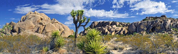 Joshua Tree or Palm Tree Yucca (Yucca brevifolia)