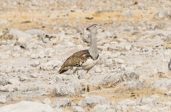 Kori Bustard (Ardeotis kori)