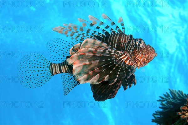 Red Lionfish (Pterois volitans)