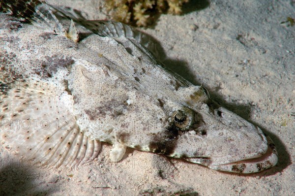 Tentacled Flathead or Crocodilefish (Papilloculiceps longiceps)