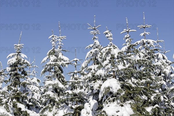 Snow-covered fir trees