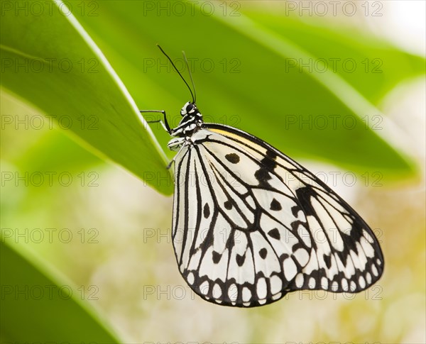 Paper Kite or Large Tree Nymph (Idea leuconoe)