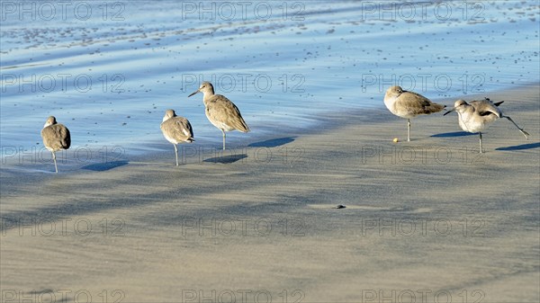 Willets (Tringa semipalmata) in the intertidal zone