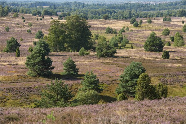 View of the heath landscape from Wilseder Berg hill with flowering Heather (Calluna vulgaris)