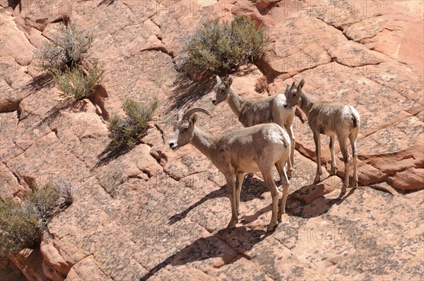 Desert Bighorn Sheep (Ovis canadensis nelsoni)