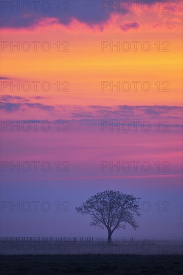 Tree in the fog