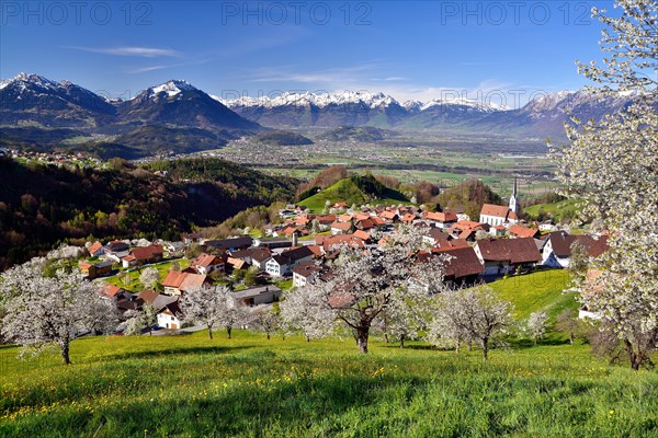 Tonscape of Fraxern with blooming cherry trees and views of the St. Gallen Rhine Valley