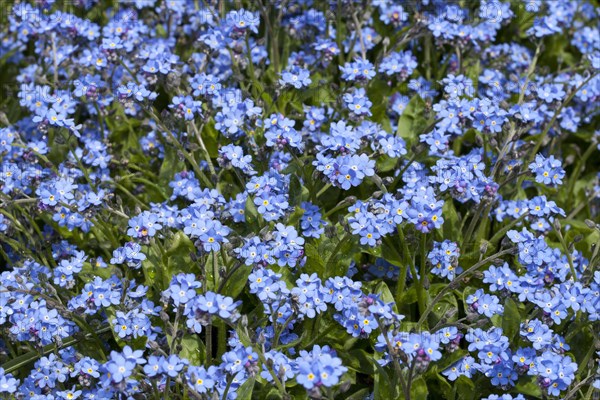 Wood forget-me-not (Myosotis sylvatica)