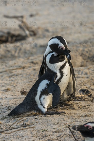 African Penguins (Spheniscus demersus)