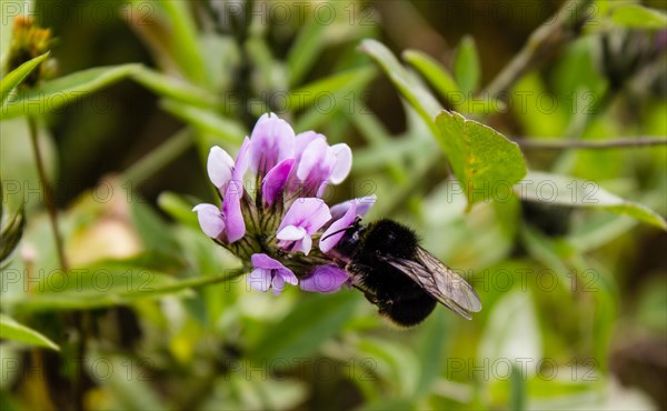 Bumblebee (Bombus) on clover (Trifolium)