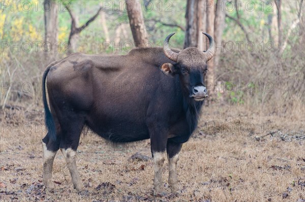 Gaur (Bos gaurus)