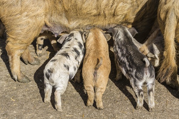 Two Mangalitsa pigs and a black-speckled Turopolje pig (Sus scrofa domestica)