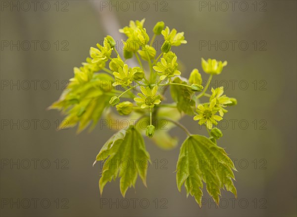 Norway Maple (Acer platanoides)