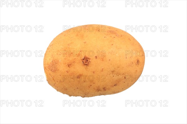 Potato