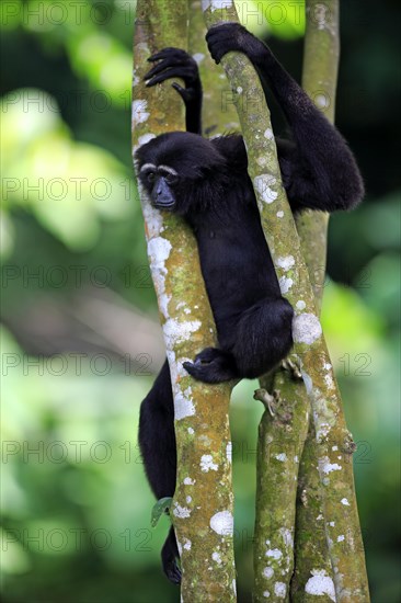 Black-handed Gibbon or Agile Gibbon (Hylobates agilis)