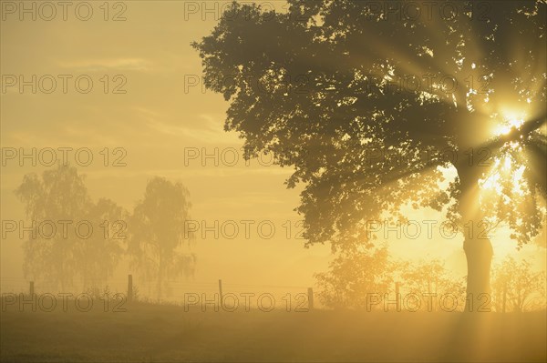 Sun rays in a tree