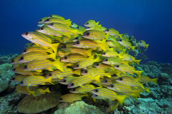 School of Bluestripe Snappers (Lutjanus kasmira)