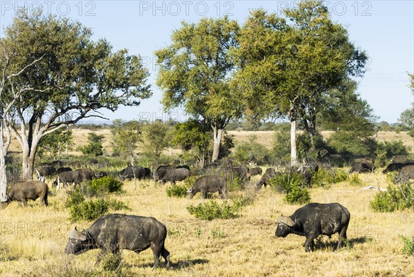 African Buffaloes or Cape Buffaloes (Syncerus caffer)