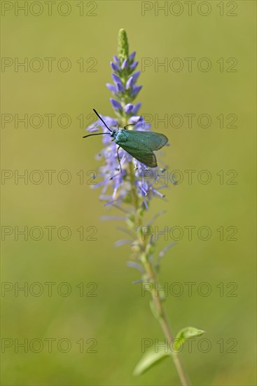 Spiked speedwell (Veronica spicata) with Green Forester (Adscita statices)