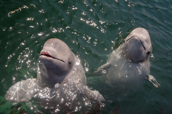 Two young Beluga Whales or White Whales (Delphinapterus leucas)