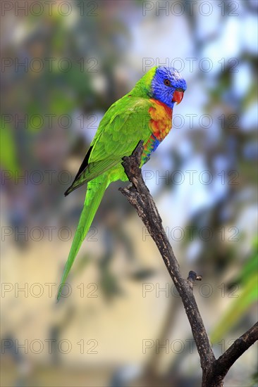 Rainbow Lorikeet (Trichoglossus haematodus)