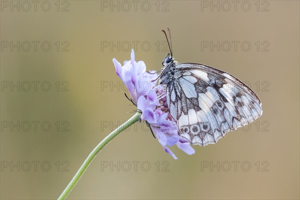 Marbled White (Melanargia galathea) on Meadow Widow Flower (Knautia arvensis)