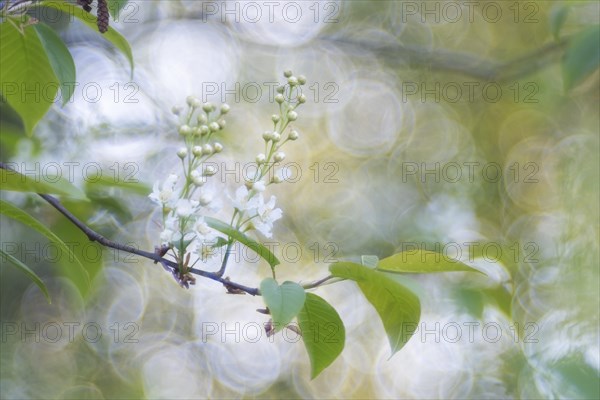 Branch of a European Bird Cherry (Prunus padus)