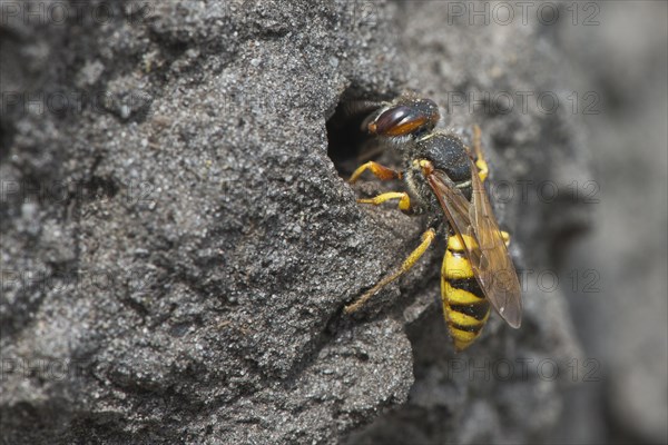 European beewolf (Philanthus triangulum) at the entrance of Bau