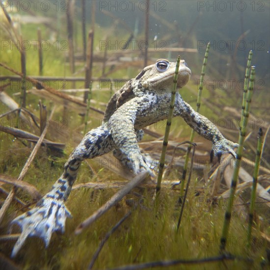 Common Toad (Bufo bufo) under water