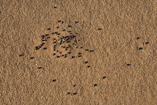 Faeces of desert animals