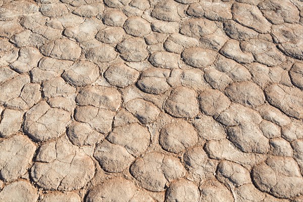 Dried sandy ground