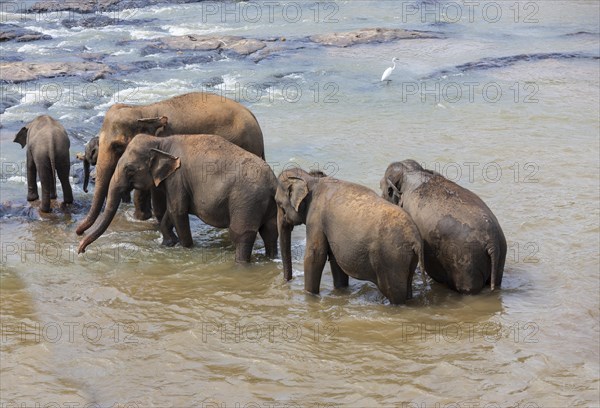 Herd of Asian elephants (Elephas maximus) from the Pinnawela Elephants Orphanage bathe in the Maha Oya river