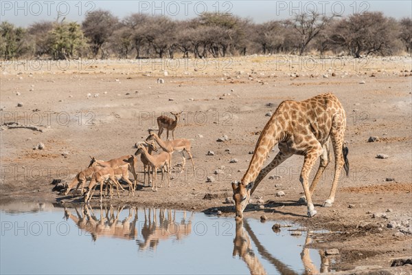 Giraffe (Giraffa camelopardis) drinking at water hole next to group of Black-faced Impalas (Aepyceros melampus petersi)