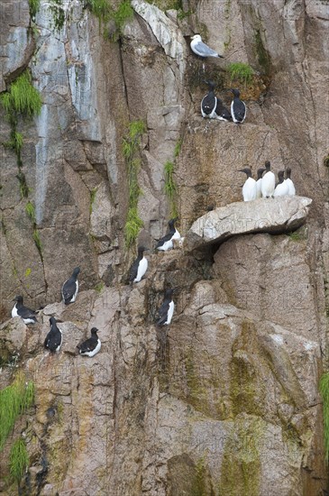 Thick-billed Murres (Uria lomvia) perched on cliffs