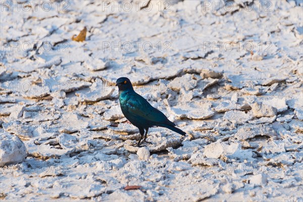 Cape Starling (Lamprotornis nitens)