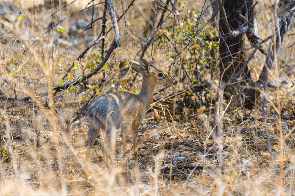 Kirk's Dik-dik (Madoqua kirki) in the bush