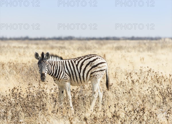 Burchell's Zebra (Equus burchellii)